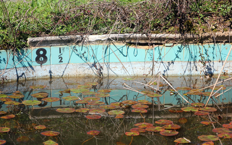 abandoned swimming pool at Urban Sprout Farms